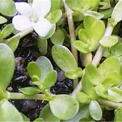 Brahmi Churna NIMI 3 x 150g proszek